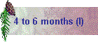4 to 6 months (I)