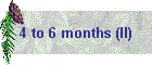 4 to 6 months (II)