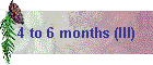 4 to 6 months (III)