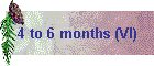 4 to 6 months (VI)